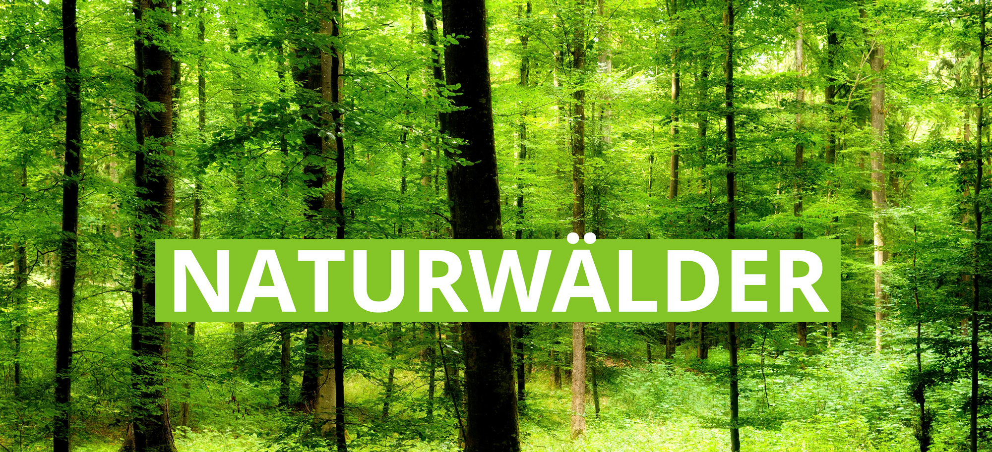 Naturwälder